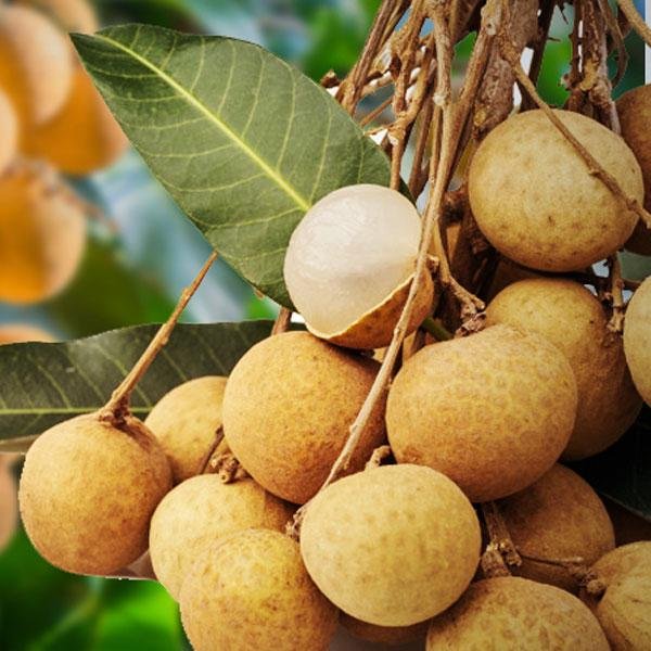 LONGAN